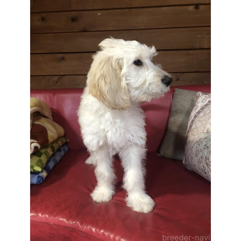 販売中の兵庫県のゴールデンドゥードル:ゴールデンレトリーバー×プードル-444205の5枚目