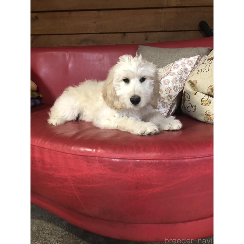 販売中の兵庫県のゴールデンドゥードル:ゴールデンレトリーバー×プードル-444205の4枚目