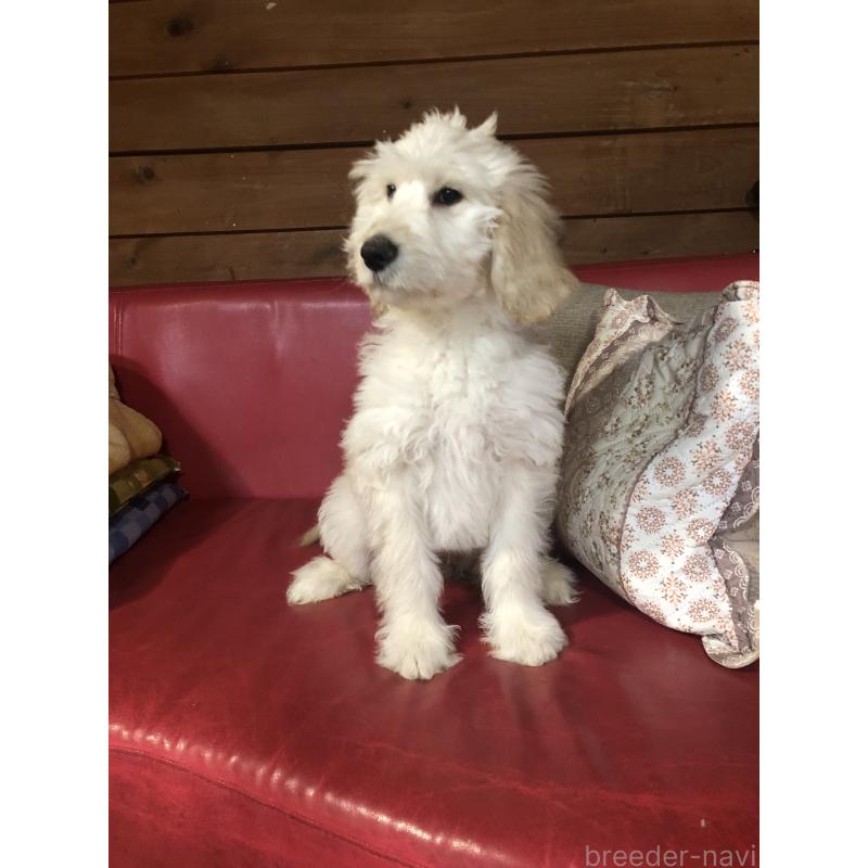 販売中の兵庫県のゴールデンドゥードル:ゴールデンレトリーバー×プードル-444205の3枚目