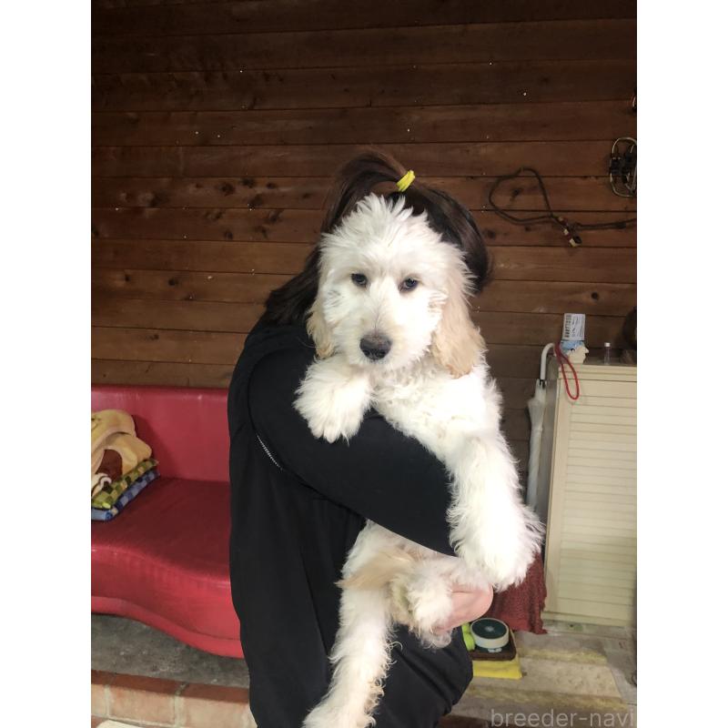 販売中の兵庫県のゴールデンドゥードル:ゴールデンレトリーバー×プードル-444205の2枚目