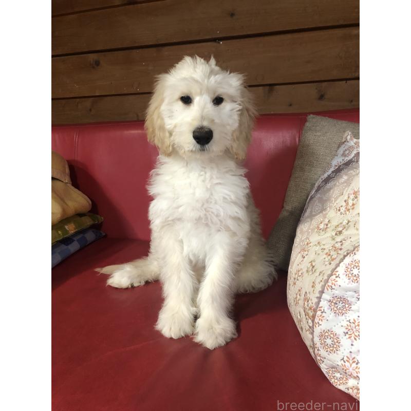 販売中の兵庫県のゴールデンドゥードル:ゴールデンレトリーバー×プードル-444205