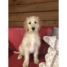 ♀︎ゴールデンドゥードル:ゴールデンレトリーバー×プードル