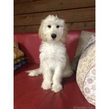 ♀︎ゴールデンドゥードル:ゴールデンレトリーバー×プードル