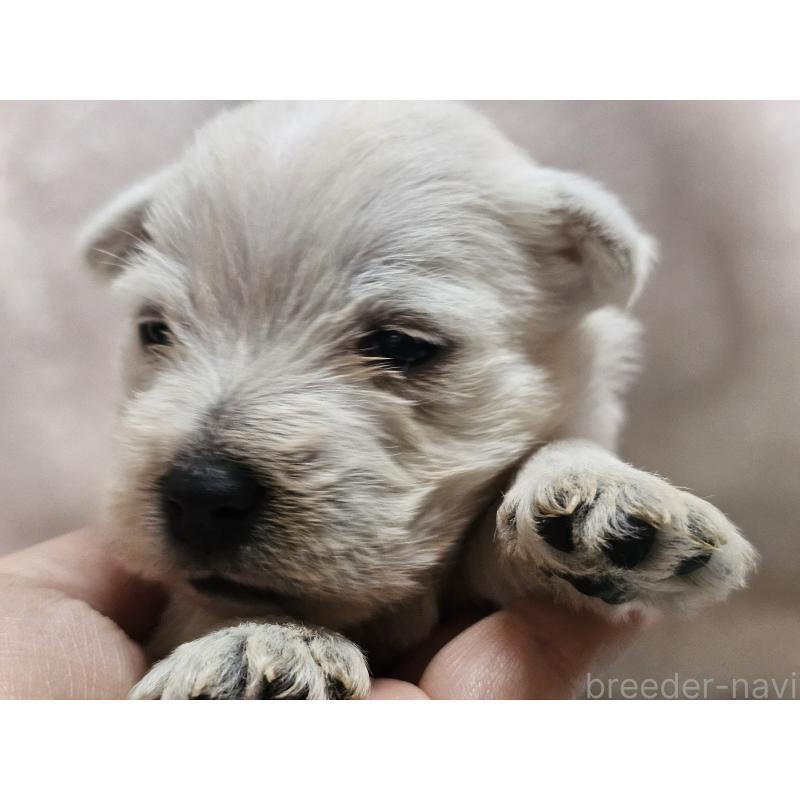 販売中の愛知県のウエストハイランドホワイトテリア(ウエスティ)-451788の7枚目