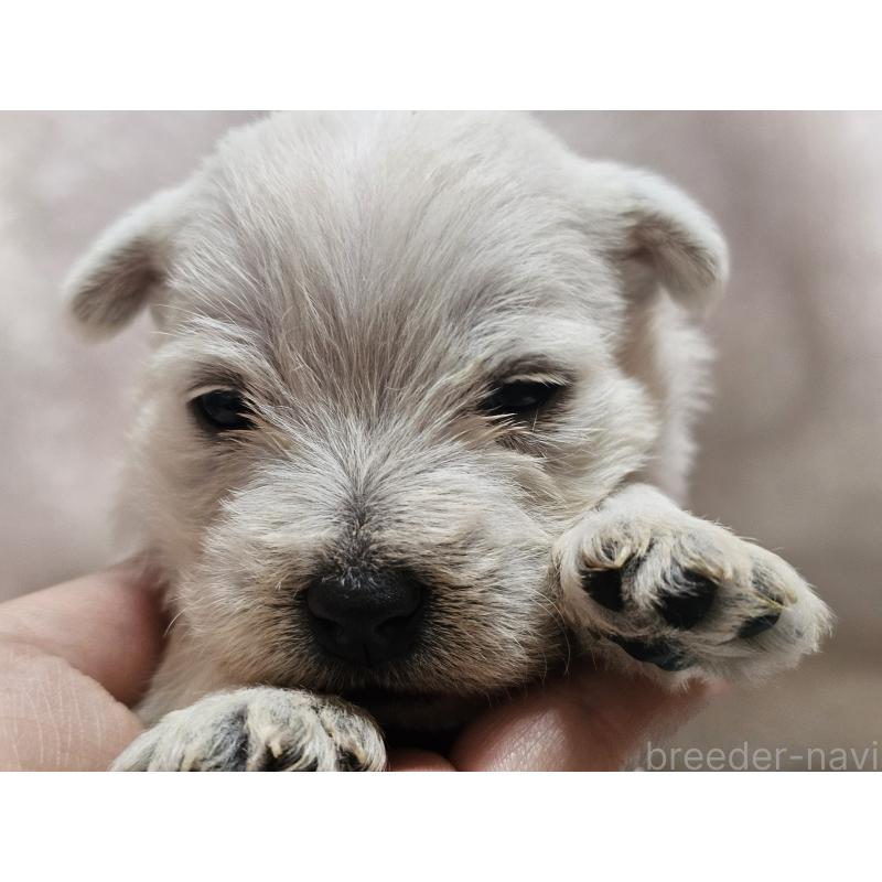 販売中の愛知県のウエストハイランドホワイトテリア(ウエスティ)-451788の6枚目