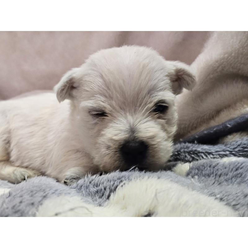 販売中の愛知県のウエストハイランドホワイトテリア(ウエスティ)-451788の5枚目