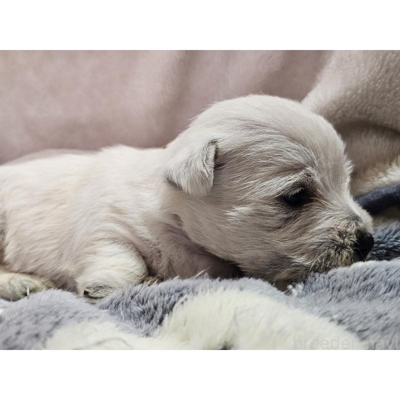 販売中の愛知県のウエストハイランドホワイトテリア(ウエスティ)-451788の4枚目