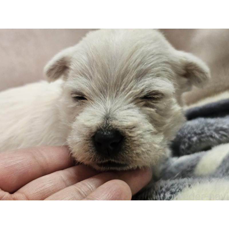 販売中の愛知県のウエストハイランドホワイトテリア(ウエスティ)-451788の3枚目