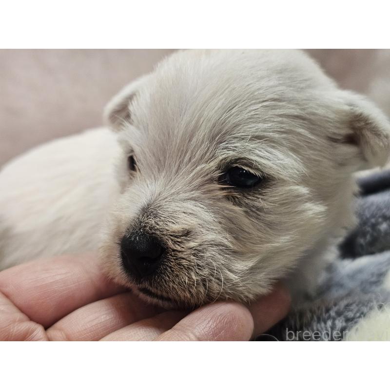 販売中の愛知県のウエストハイランドホワイトテリア(ウエスティ)-451788の2枚目