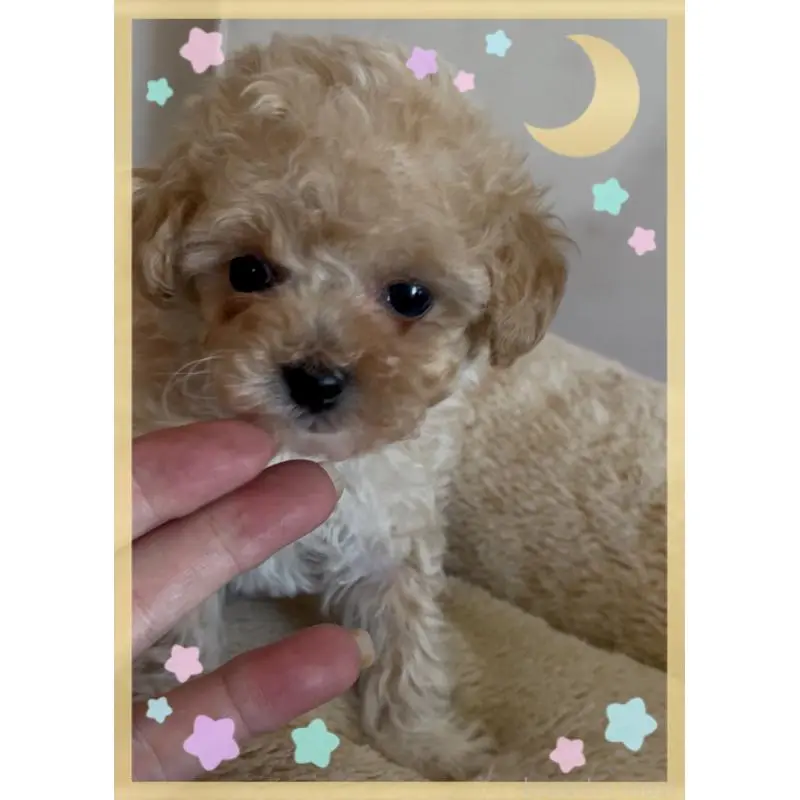 販売中の東京都のタイニープードル-451790の5枚目