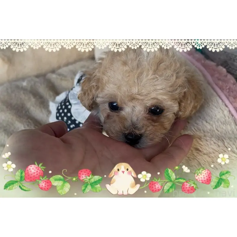 販売中の東京都のタイニープードル-451790の4枚目