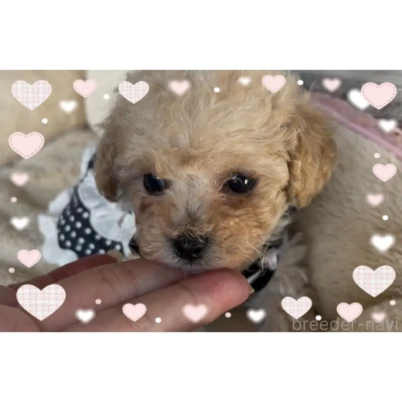 販売中の東京都のタイニープードル-451790の3枚目