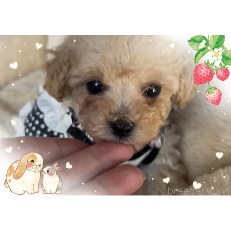 販売中の東京都のタイニープードル-451790の2枚目