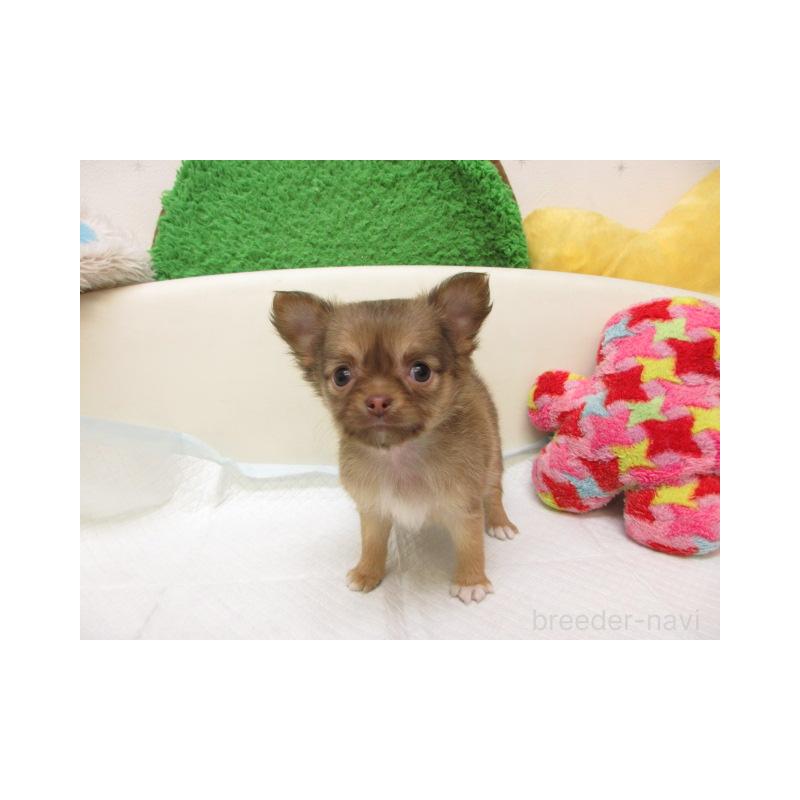 販売中の大阪府のチワワ(ロングコート)-451791の2枚目