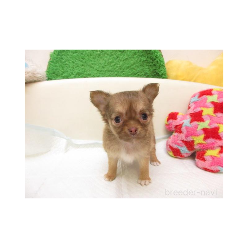 子犬番号： 260229-5

父：チョコレート＆タン、ロングコート。
母：レッド＆ホワイト、ロングコート。

大変可愛い兄妹が産まれました。

日に日に可愛くなっております。

健康診断済み。健康状態良好です。

★PRA発症しません。★

ご見学大歓迎です(*^_^*)


★石崎ブリーダー　（大阪府茨木市紫明園（シメイエン））
　　　　JR茨木駅西口よりエキスポロード沿いに万博方面（西）へ約１キロ。
　　　　名神茨木、名神吹田、近畿道吹田、中国道吹田インターすぐ。
　　　　大阪伊丹空港、新幹線新大阪駅よりタクシーで20分位です。

★他にも可愛い子犬が産まれています。
　是非、ご見学ください。
　ご見学は平日は14時～19時、土日祝日は13時～19時で承っております。（午前中は犬の世話と体調管理を重点的に行っております。）前日までにご見学予約お願い致します。（完全予約制）
　火曜日・水曜日はご見学の対応をお休みさせて頂いております。

★価格は現金価格になりますので、クレジットカード払いの場合は仔犬代金に関しまして5％の手数料を頂戴致しております。

★ショッピングローン60回まで組んで頂けます。（金利は0.35％または0.32％×回数）
ご見学前に事前に審査もできます。
（事前に審査頂いても、実際にローンを組まれるか否かはご購入決定後にお選び頂けます。）