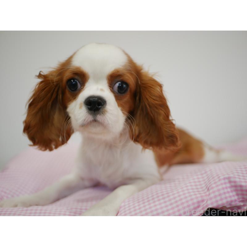 販売中の宮崎県のキャバリアキングチャールズスパニエル-443775の6枚目