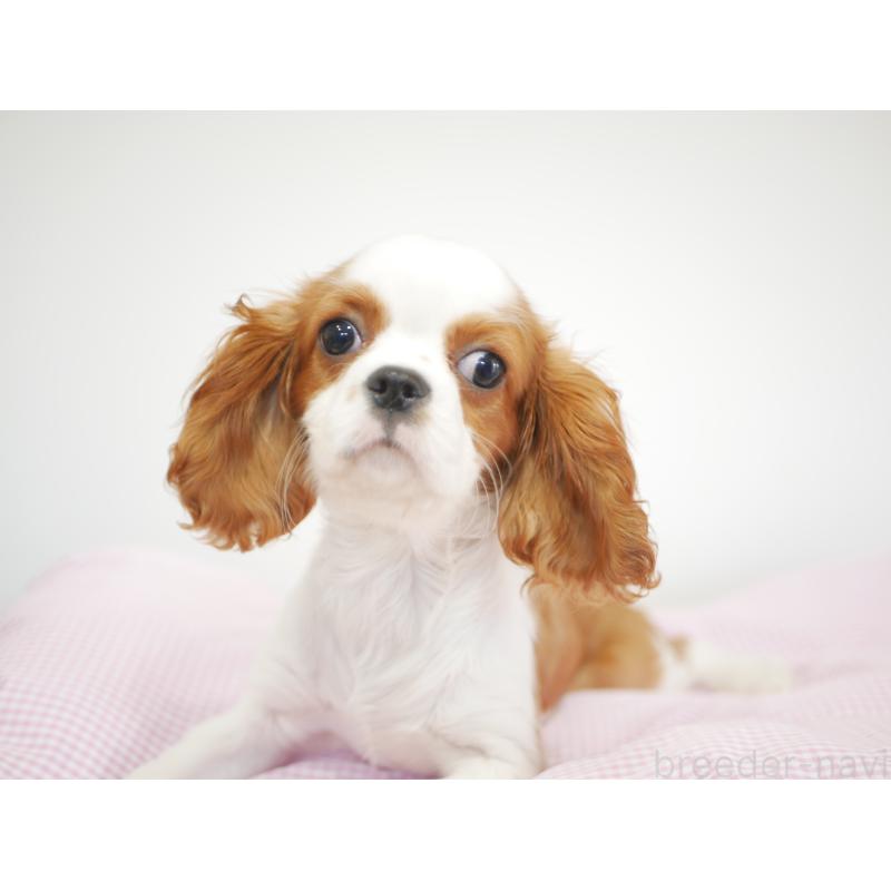 販売中の宮崎県のキャバリアキングチャールズスパニエル-443775の4枚目