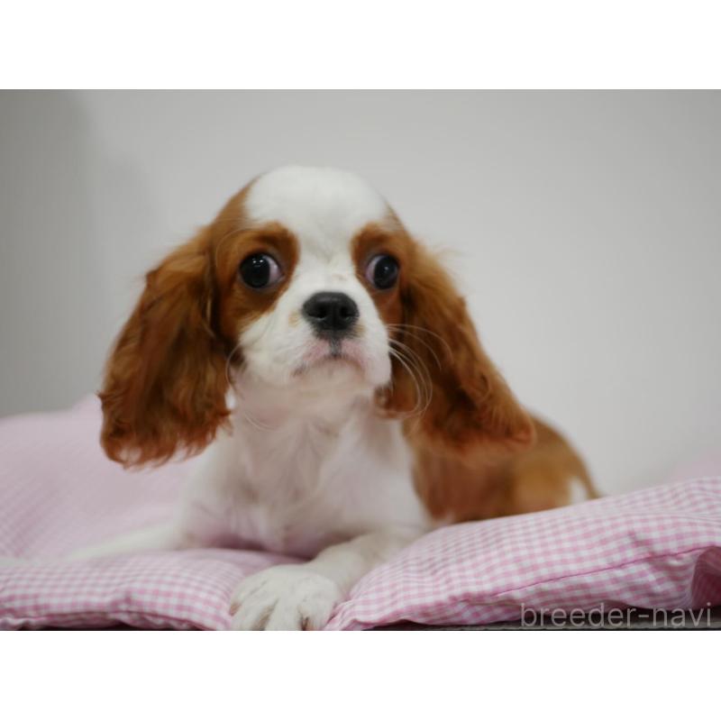 販売中の宮崎県のキャバリアキングチャールズスパニエル-443775の3枚目