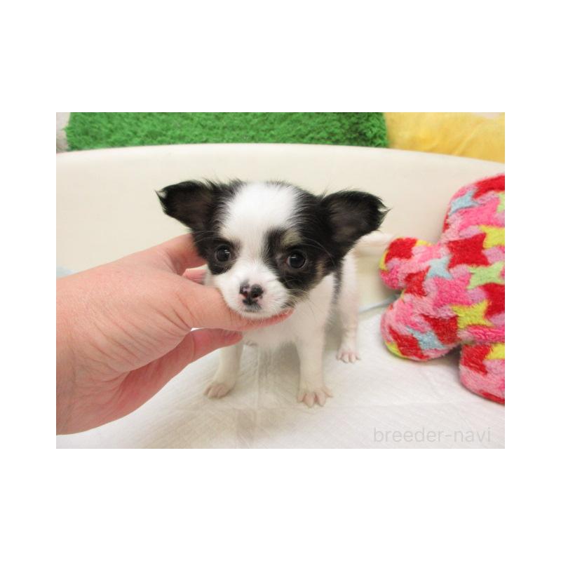 販売中の大阪府のチワワ(ロングコート)-451793の2枚目