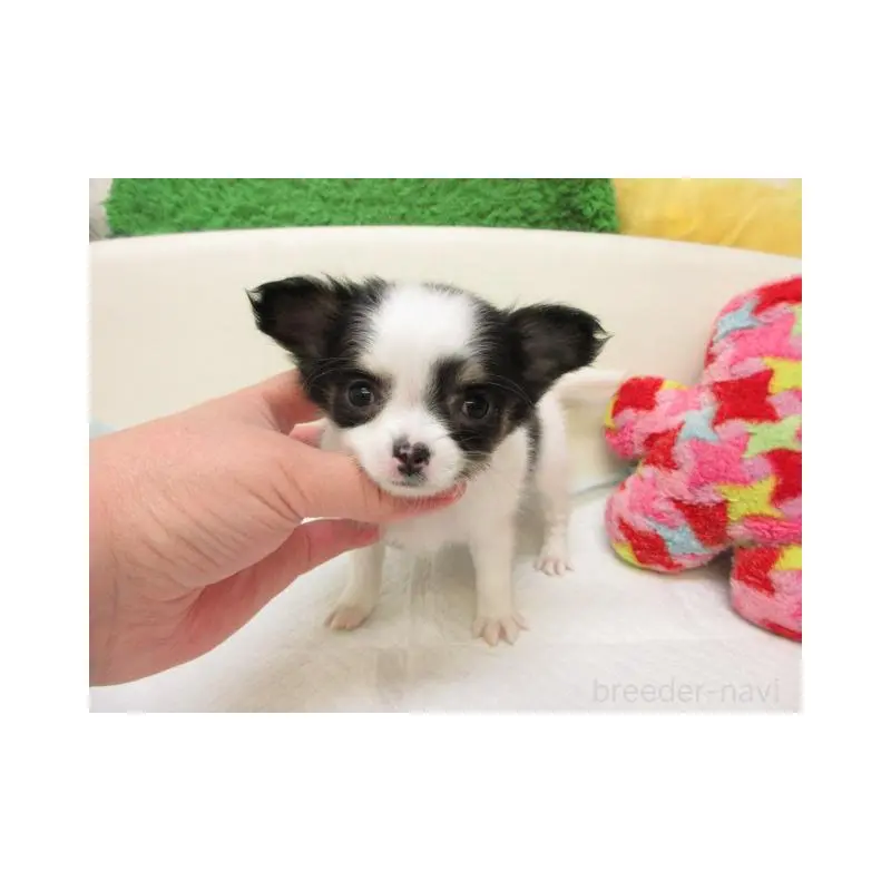 子犬番号： 260229-4

父：チョコレート＆タン、ロングコート。
母：レッド＆ホワイト、ロングコート。

大変可愛い兄妹が産まれました。

日に日に可愛くなっております。

健康診断済み。健康状態良好です。

★PRA発症しません。★

ご見学大歓迎です(*^_^*)


★石崎ブリーダー　（大阪府茨木市紫明園（シメイエン））
　　　　JR茨木駅西口よりエキスポロード沿いに万博方面（西）へ約１キロ。
　　　　名神茨木、名神吹田、近畿道吹田、中国道吹田インターすぐ。
　　　　大阪伊丹空港、新幹線新大阪駅よりタクシーで20分位です。

★他にも可愛い子犬が産まれています。
　是非、ご見学ください。
　ご見学は平日は14時～19時、土日祝日は13時～19時で承っております。（午前中は犬の世話と体調管理を重点的に行っております。）前日までにご見学予約お願い致します。（完全予約制）
　火曜日・水曜日はご見学の対応をお休みさせて頂いております。

★価格は現金価格になりますので、クレジットカード払いの場合は仔犬代金に関しまして5％の手数料を頂戴致しております。

★ショッピングローン60回まで組んで頂けます。（金利は0.35％または0.32％×回数）
ご見学前に事前に審査もできます。
（事前に審査頂いても、実際にローンを組まれるか否かはご購入決定後にお選び頂けます。）