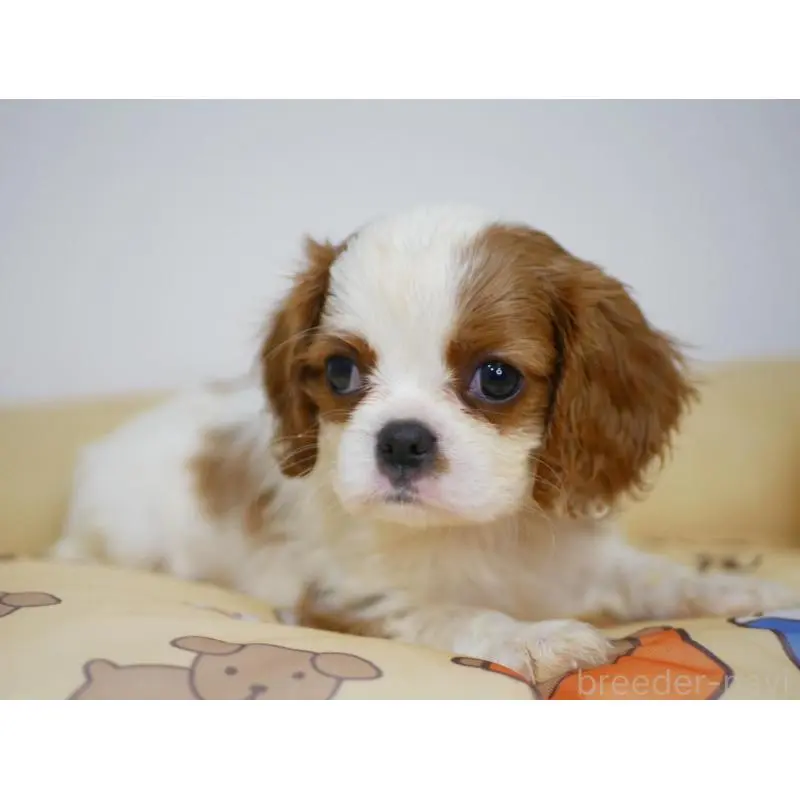 販売中の宮崎県のキャバリアキングチャールズスパニエル-451794の6枚目