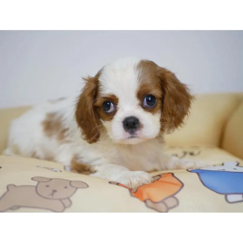 販売中の宮崎県のキャバリアキングチャールズスパニエル-451794の5枚目