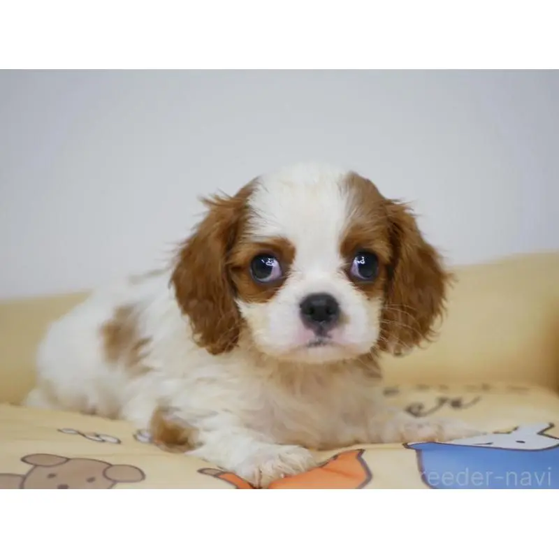 販売中の宮崎県のキャバリアキングチャールズスパニエル-451794の4枚目