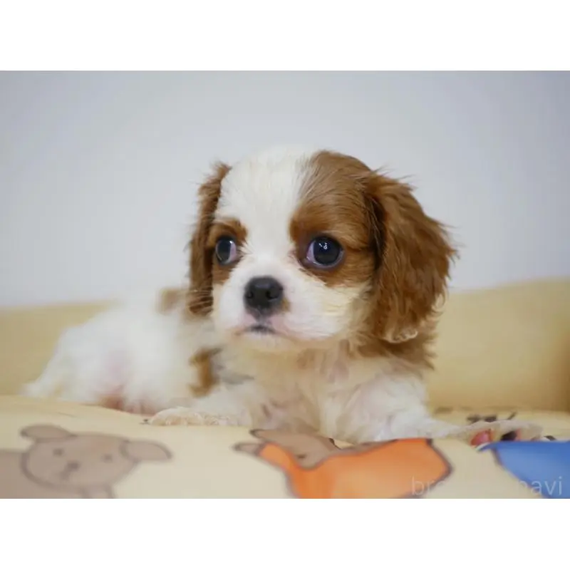 販売中の宮崎県のキャバリアキングチャールズスパニエル-451794の3枚目
