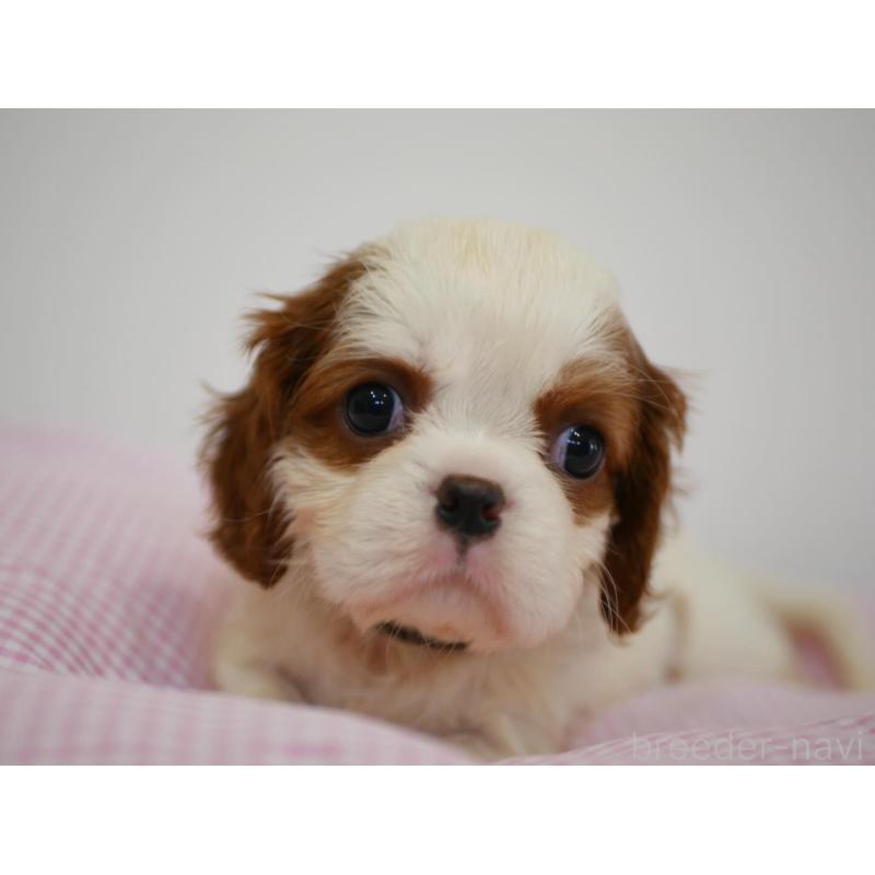 販売中の宮崎県のキャバリアキングチャールズスパニエル-451795の9枚目