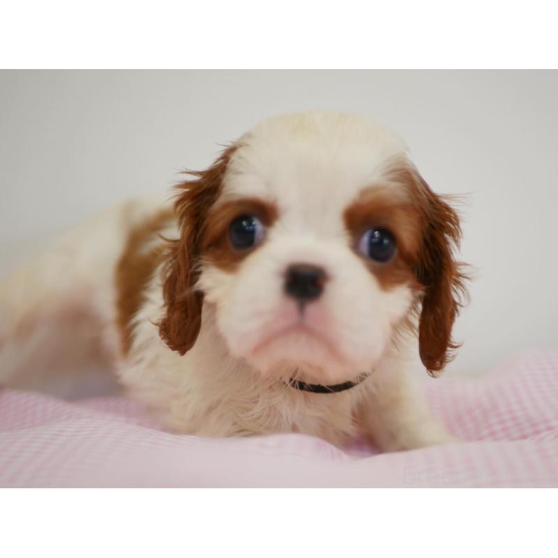 販売中の宮崎県のキャバリアキングチャールズスパニエル-451795の7枚目