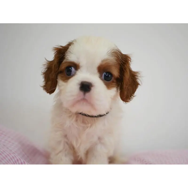 販売中の宮崎県のキャバリアキングチャールズスパニエル-451795の8枚目