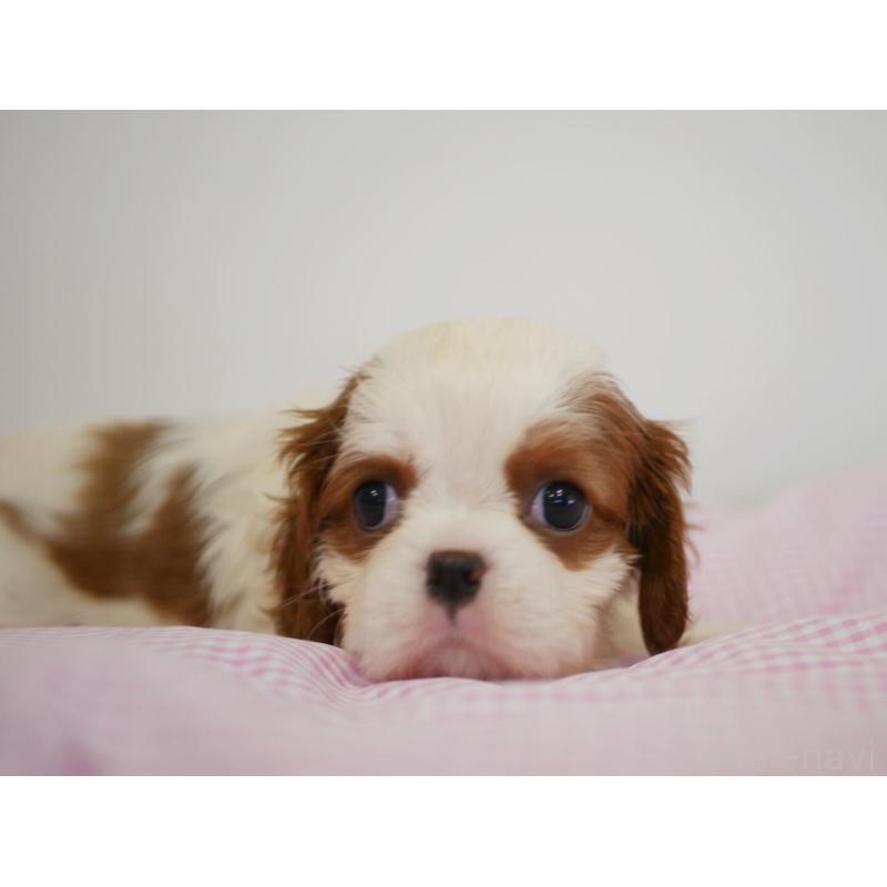 販売中の宮崎県のキャバリアキングチャールズスパニエル-451795の6枚目