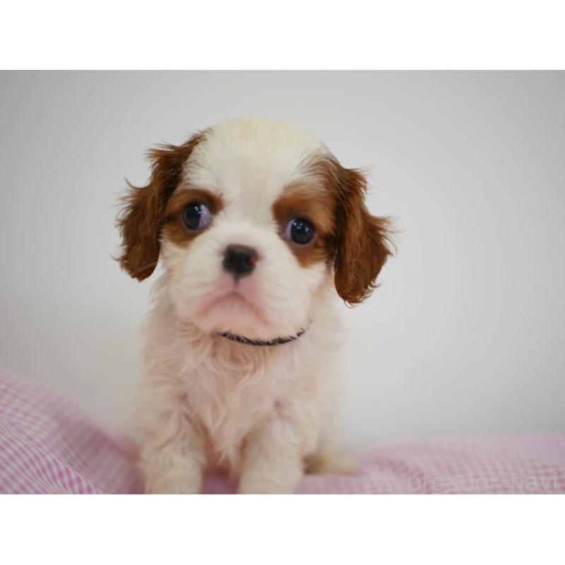 販売中の宮崎県のキャバリアキングチャールズスパニエル-451795の5枚目