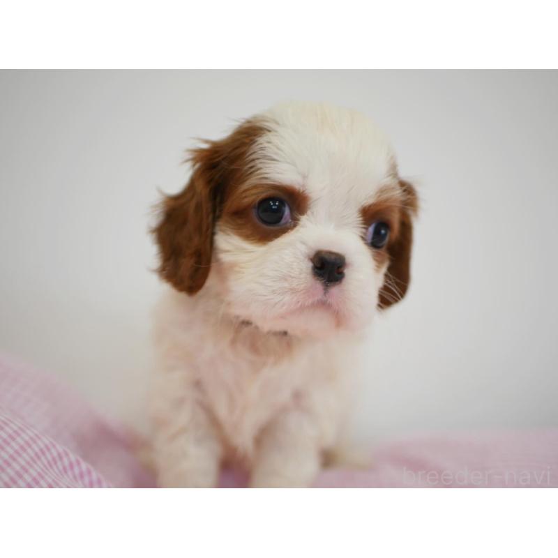 販売中の宮崎県のキャバリアキングチャールズスパニエル-451795の4枚目