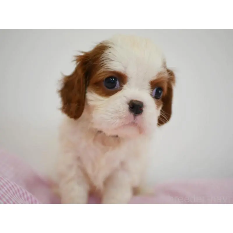 販売中の宮崎県のキャバリアキングチャールズスパニエル-451795の2枚目