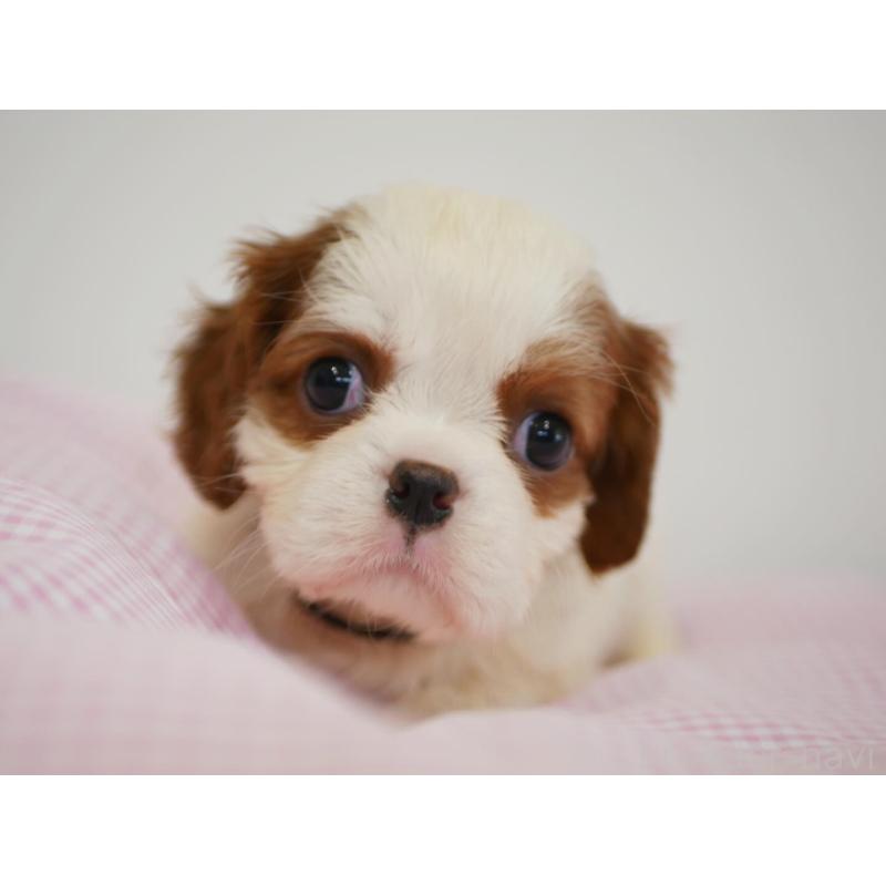 販売中の宮崎県のキャバリアキングチャールズスパニエル-451795の3枚目