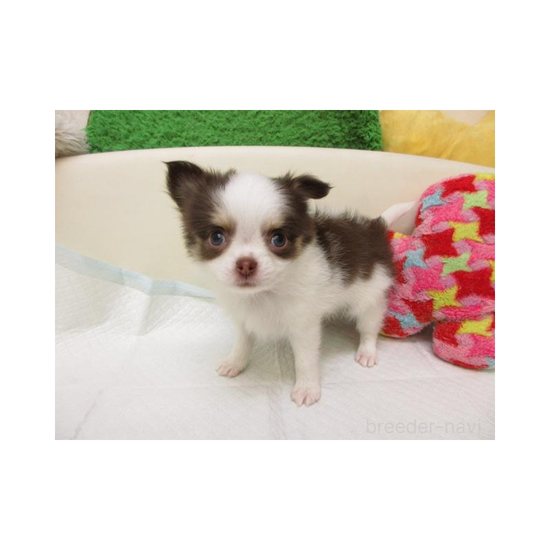 販売中の大阪府のチワワ(ロングコート)-451796の2枚目