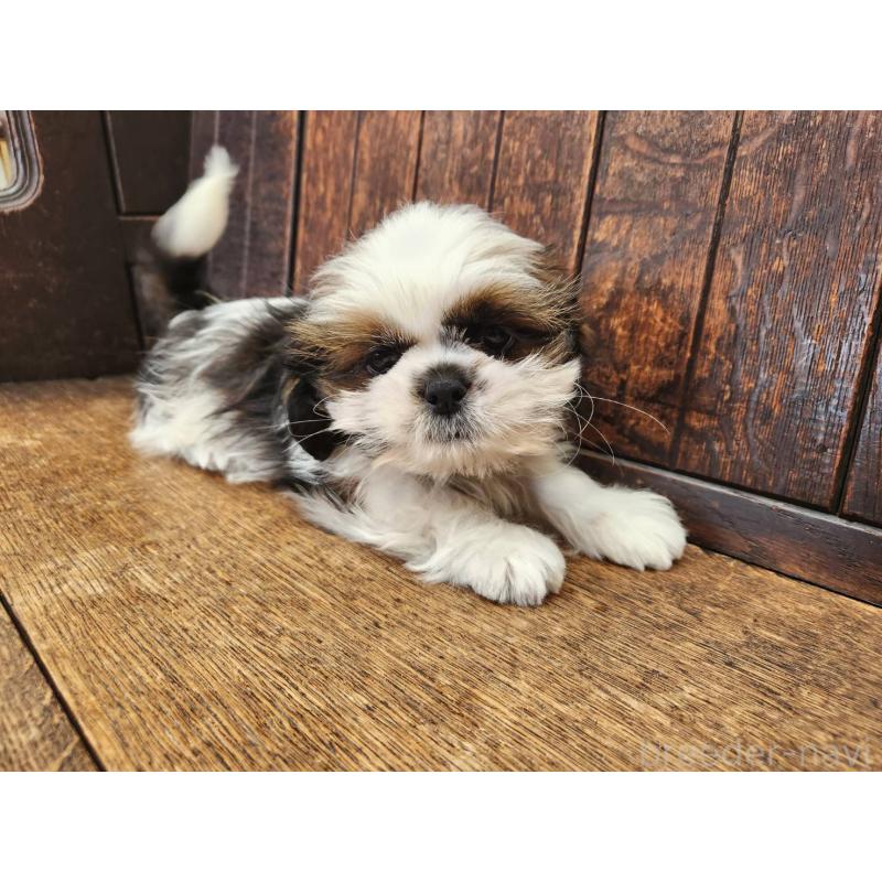 販売中の大阪府のシーズー-443310の9枚目