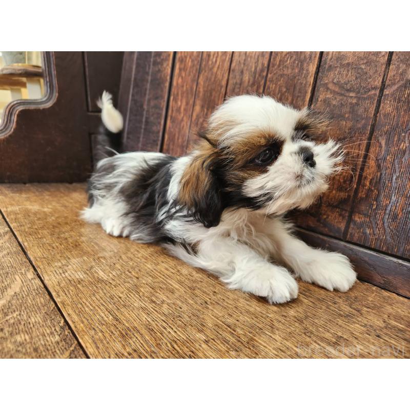 販売中の大阪府のシーズー-443310の7枚目