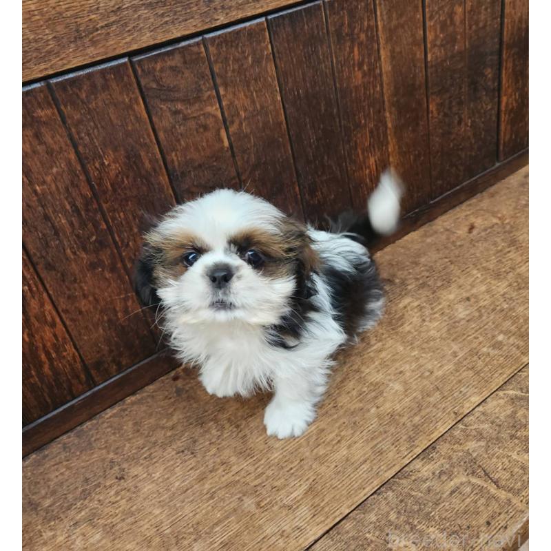 販売中の大阪府のシーズー-443310の5枚目