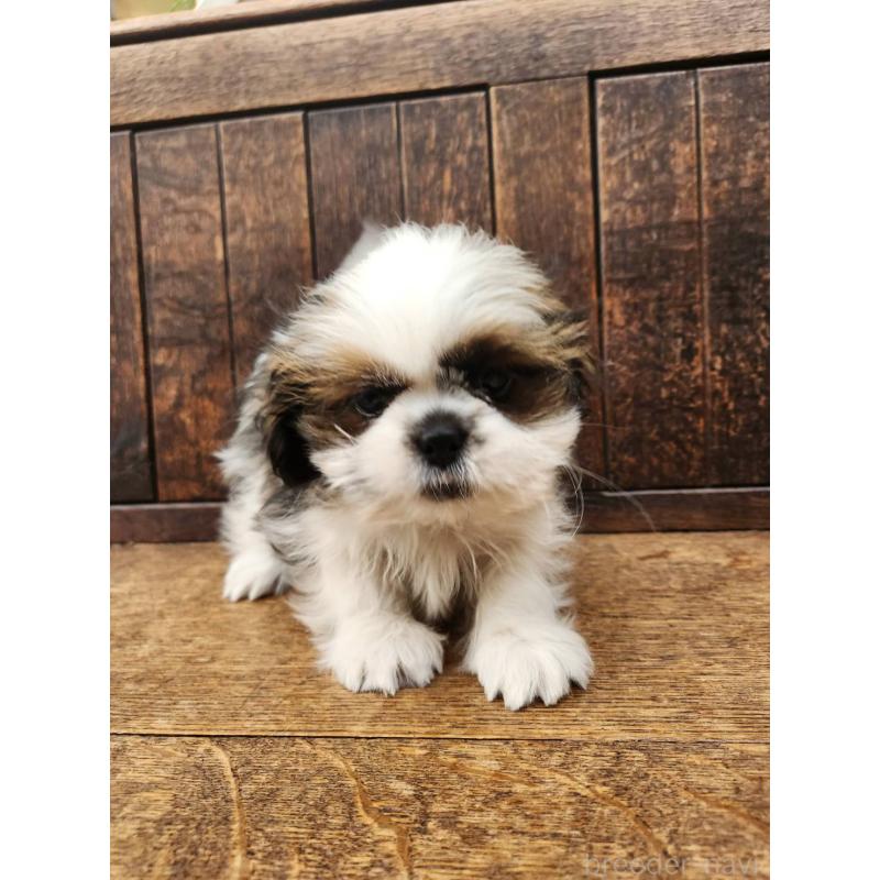 販売中の大阪府のシーズー-443310の4枚目