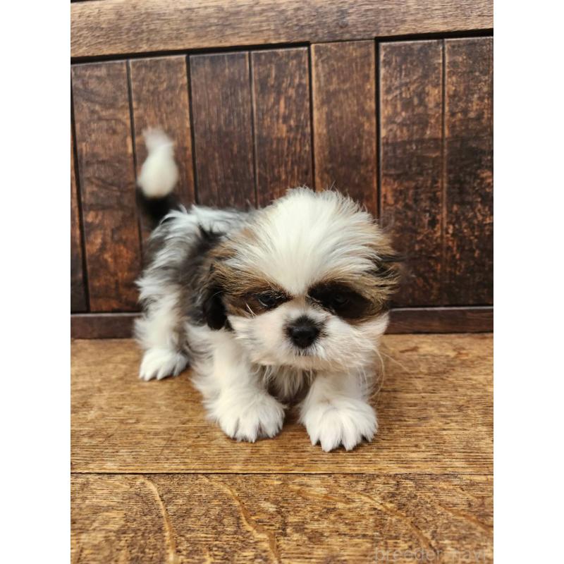 販売中の大阪府のシーズー-443310の3枚目