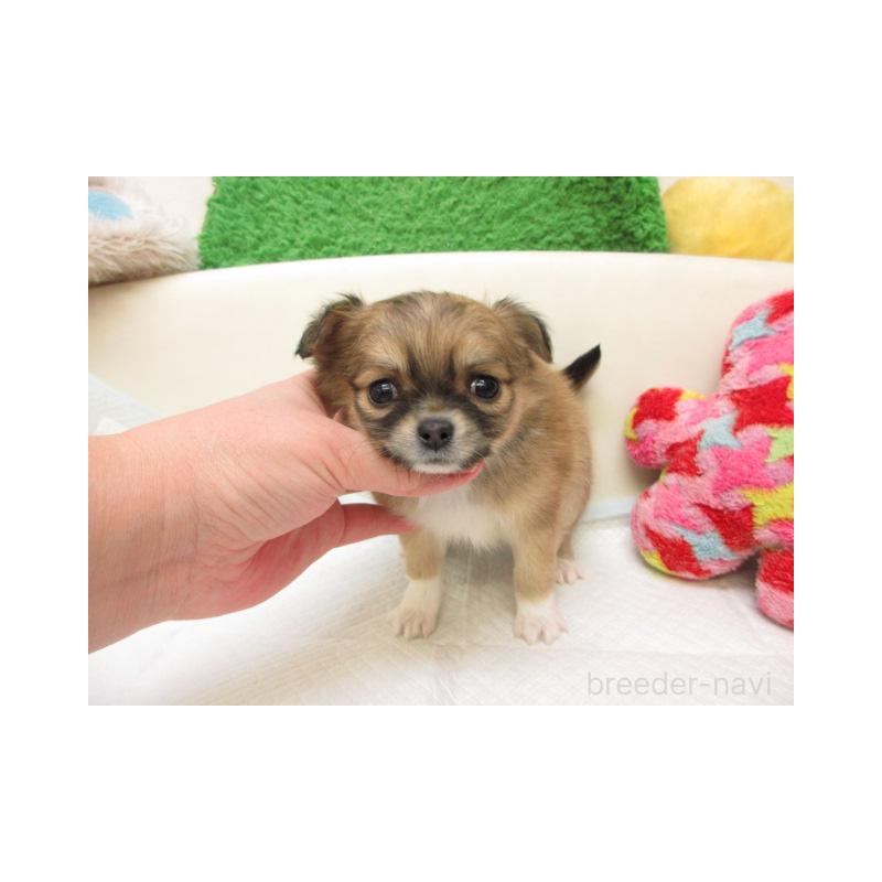 販売中の大阪府のチワワ(ロングコート)-451797の2枚目