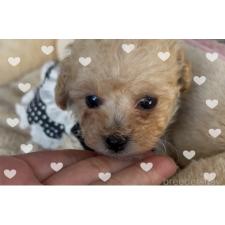 オンライン見学