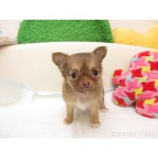 ♀︎チワワ(ロングコート)