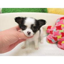 ♀︎チワワ(ロングコート)