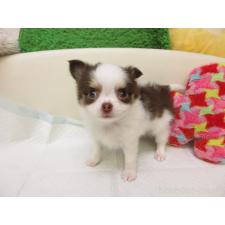 ♀︎チワワ(ロングコート)