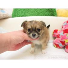 ♀︎チワワ(ロングコート)