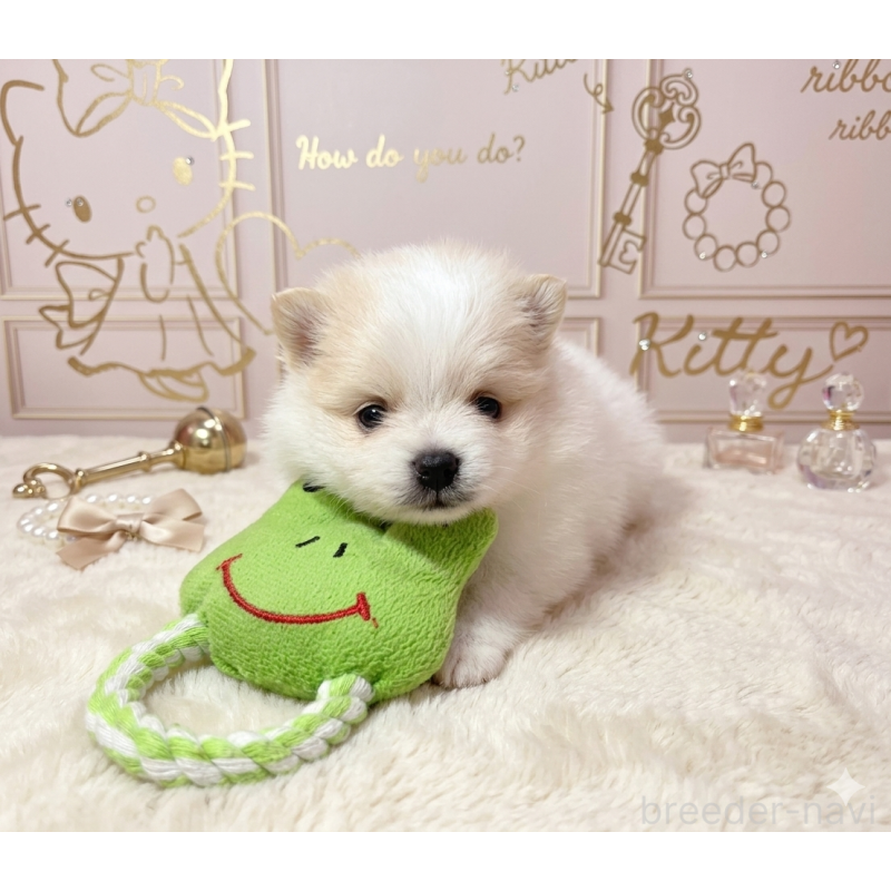 販売中の静岡県のポメラニアン-450129