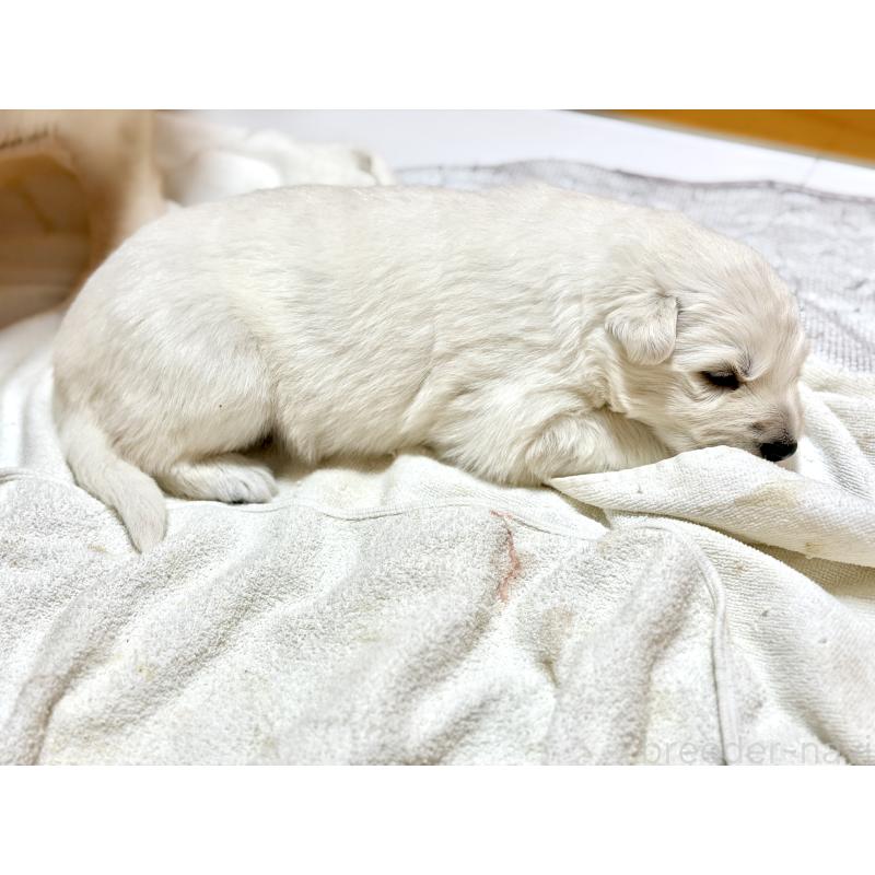 販売中の愛知県のホワイトスイスシェパードドッグ-452014の2枚目